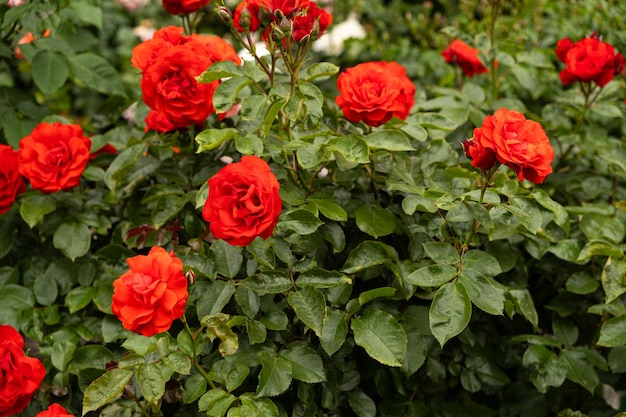 Rosas vermelhas no jardim Belos cartões de saudação jardinagem e cultivo de rosas