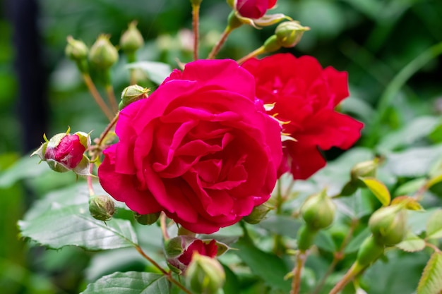 Rosas vermelhas no jardim em um fundo desfocado