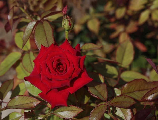 Foto rosas vermelhas no jardim sob o sol