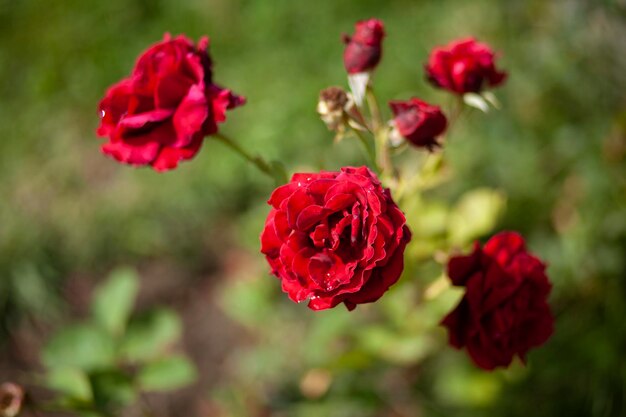 rosas vermelhas no jardim