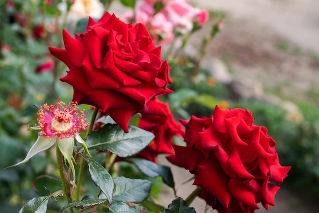 Rosas vermelhas no mato com folhas verdes