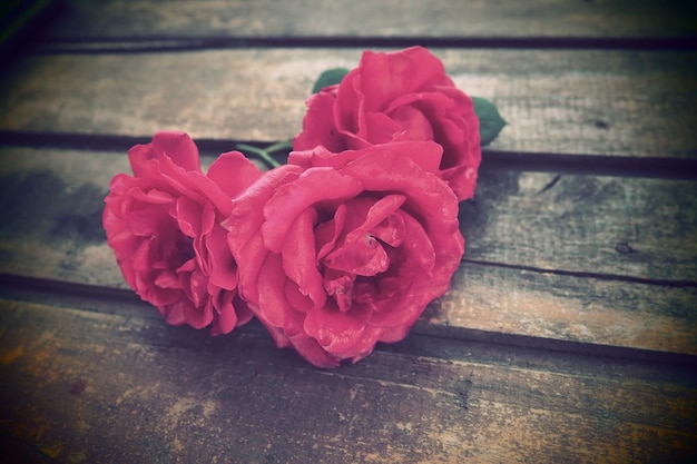 Rosas vermelhas sobre fundo de madeira Botões de três lindas rosas Mesa ou chão