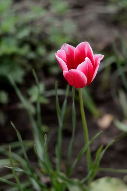 rosaweiße Tulpe auf natürlichem Hintergrund