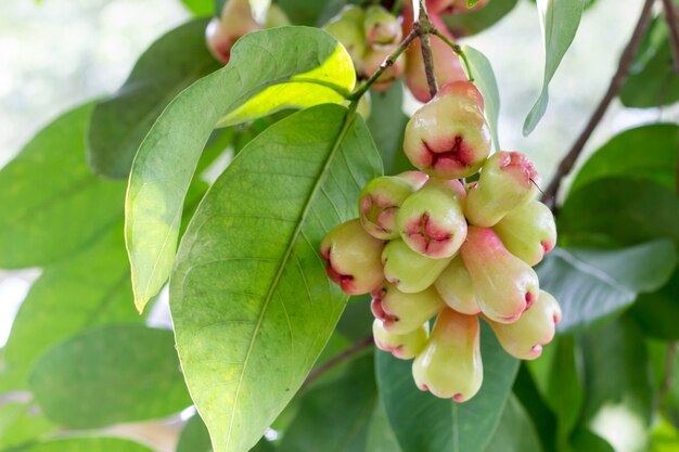 Rose apple en el árbol