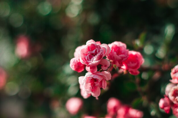 Rose arbusto en fondo verde. Rosas de la naturaleza en el jardín, rosas para el día de San Valentín.