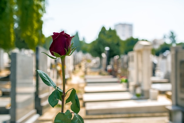 Rose auf einem Friedhof mit Grabstein