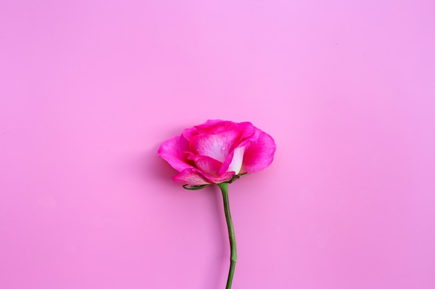 Foto rose auf rosa wand. valentinstag konzeptwand