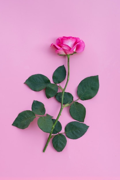 Rose auf rosa Wand. Valentinstag Konzeptwand