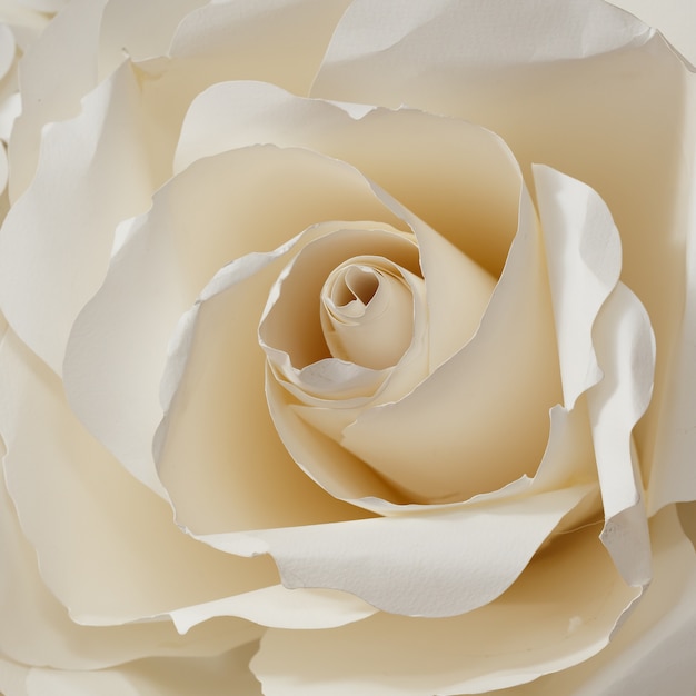 Foto rose background do papel