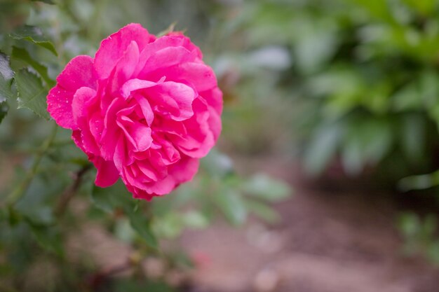 Rose Blooming vermelha no jardim. Verão que floresce rosas delicadas no fundo verde.