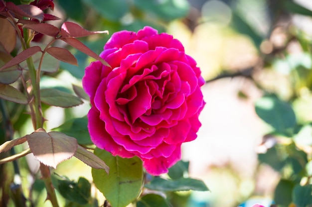 Rose blüht auf einem Rosenbusch.