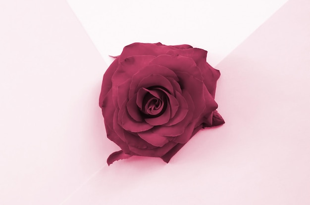 Rose Blume auf Hintergrund Draufsicht Bild getönt in der Farbe Viva Magenta des Jahres 2023