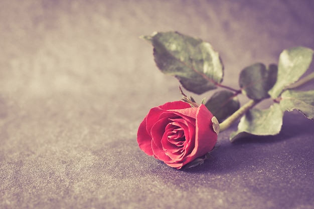 Rose Blume auf schwarzem Stein gelegt