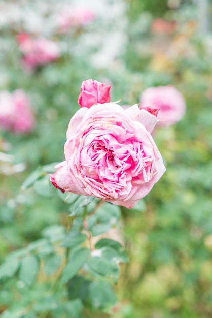 Rose Blume im Garten