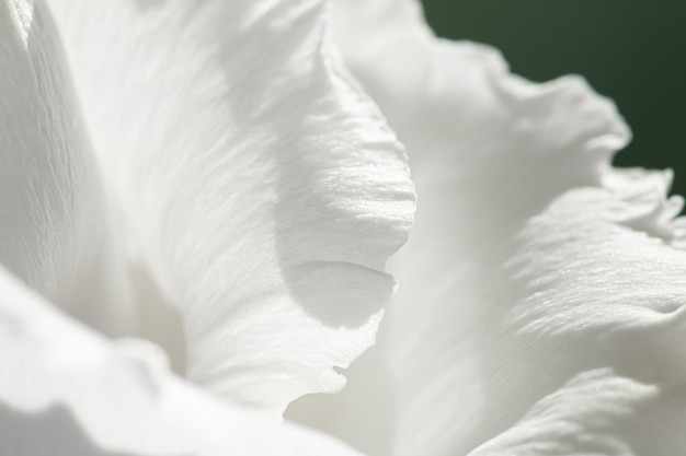 Rose Blume in einem Garten Blumenschönheit und botanischer Hintergrund für Hochzeitseinladung und Gruß c ...