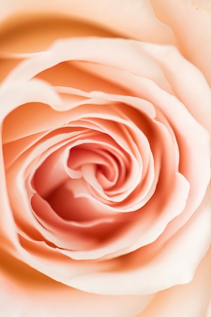 Rose Blume in einem Garten Blumenschönheit und botanischer Hintergrund für Hochzeitseinladung und Gruß c ...