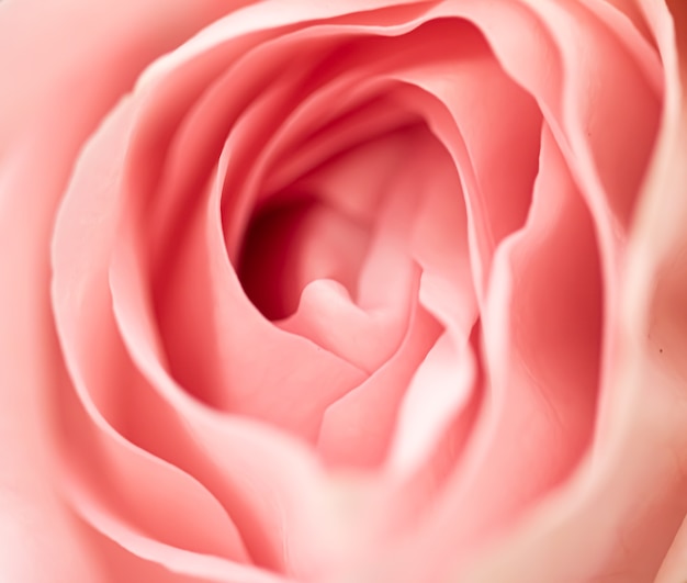 Rose Blume in einem Garten Blumenschönheit und botanischer Hintergrund für Hochzeitseinladung und Grußkarte Natur- und Umweltkonzept