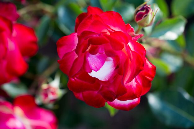 Rose Blume Makro rote Rose Blume Nahaufnahme Hochwertiger natürlicher Hintergrund Schöner Hintergrund