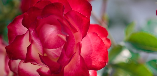 Rose Blume Makro rote Rose Blume Nahaufnahme Hochwertiger natürlicher Hintergrund Schöner Hintergrund