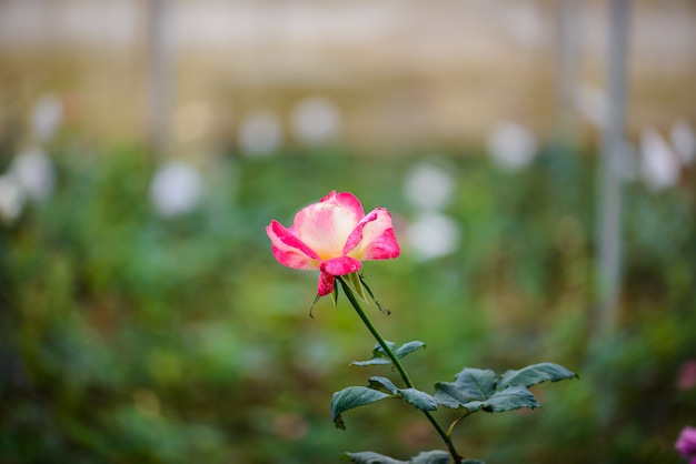 Rose con los brotes en un jardín de flores romántico.