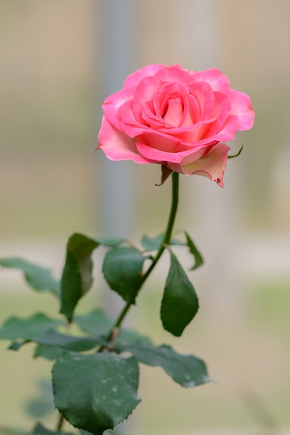 Rose con los brotes en un jardín de flores romántico.