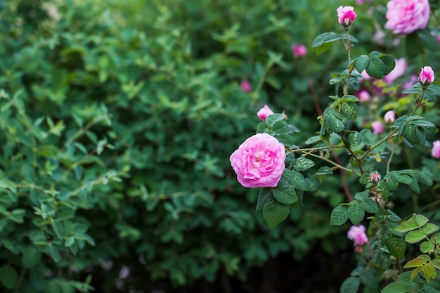 Rose bush rosas rosas