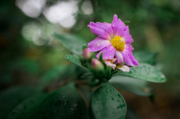 Rose cactus pink Na árvore