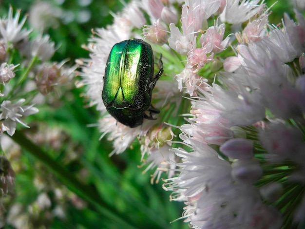 Rose chafer cetonia aurata alimentándose de la flor de cebolla