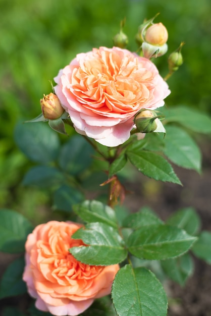 Rose Chippendale Tantau no jardim