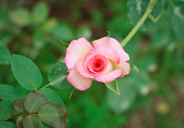 Rose close up