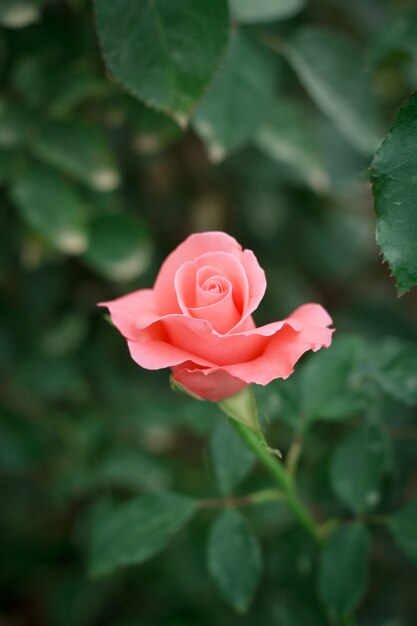 Rose close up