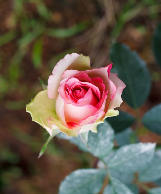 Rose close up