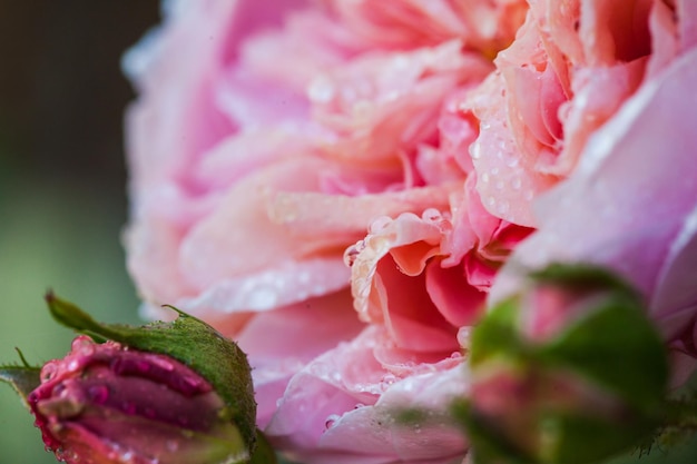 Rose Desdemona after rain, eine englische Rose von David Austin