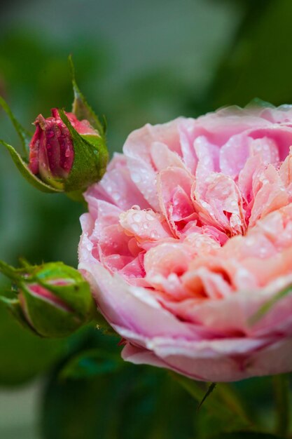 Rose Desdemona after rain, una rosa inglesa de David Austin