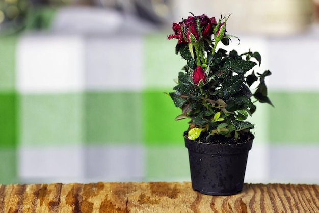 Rose Drop Pot Makro