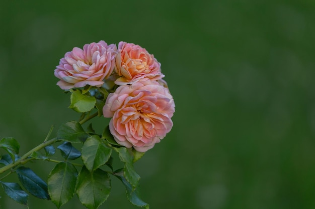 Rose english abraham derby pink buds em um fundo verde