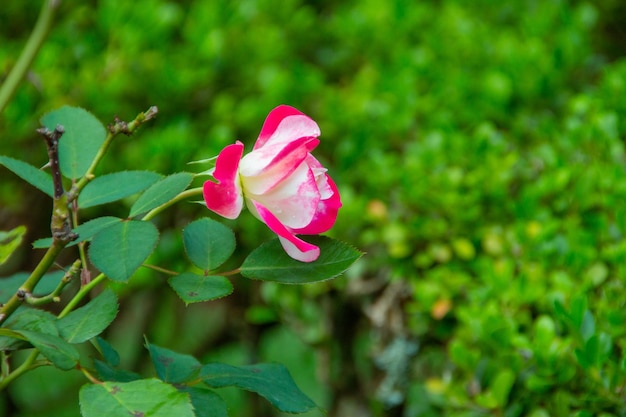 Rose floribunda en un jardín en Río de Janeiro