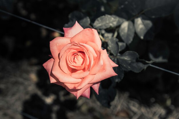 Rose flowers no design de tons escuros naturais.