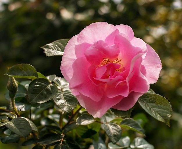 Rose. Foto Pflanzen im Garten auf grünem Hintergrund. Weicher Fokus