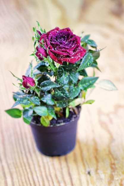 Rose frischer Topf Makro