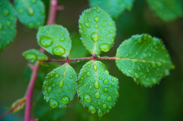 Rose geht nach dem Regen