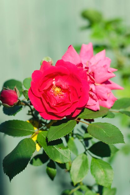 Rose en gotas de rocío en el jardín