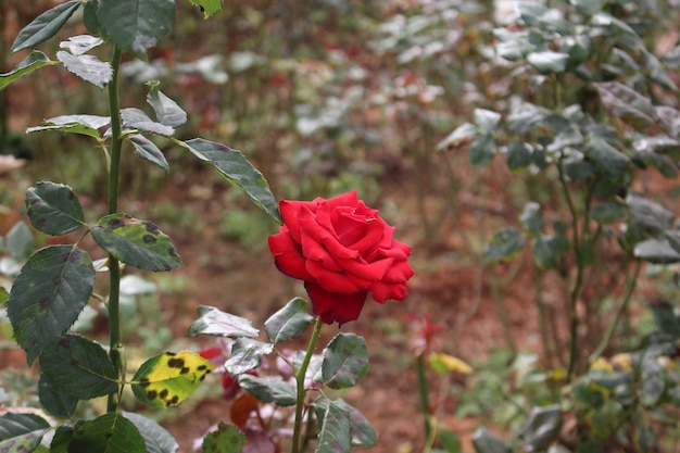 Rose im Garten