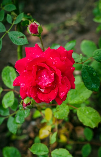 Rose in Tautropfen im Garten