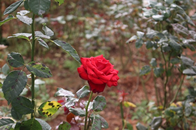 Foto rose en el jardín
