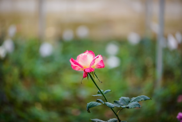 Rose mit den Knospen in einem romantischen Blumengarten.