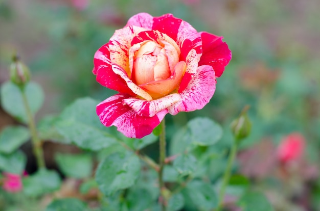 Rose mit drei Farben, die im Garten blüht