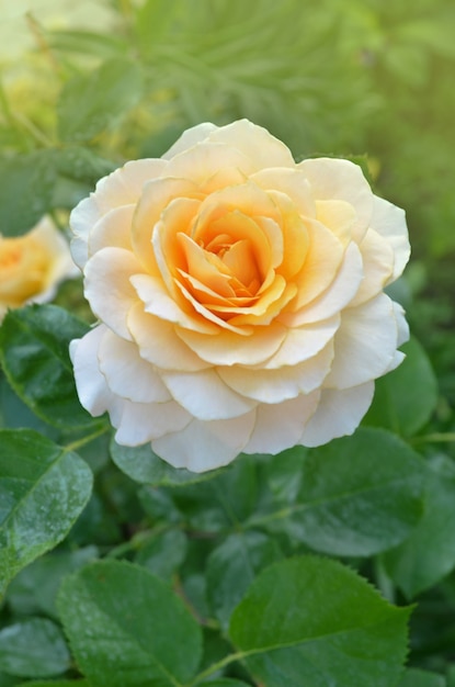 Rose mit gesunden Blättern und Blüten ohne Schädlinge. Schöne gelbe Rose mit grünen Blättern, die im Garten wachsen