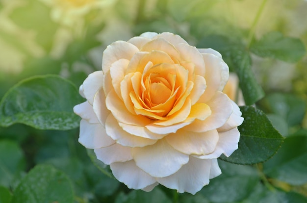 Rose mit gesunden Blättern und Blüten ohne Schädlinge. Schöne gelbe Rose mit grünen Blättern, die im Garten wachsen