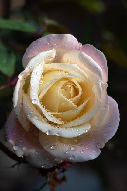 Rose mit Tautropfen auf ihren Blütenblättern mit dunklem Hintergrund